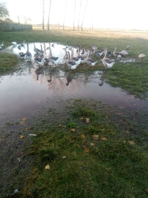 Dorosłe Gęsi Kubańskie