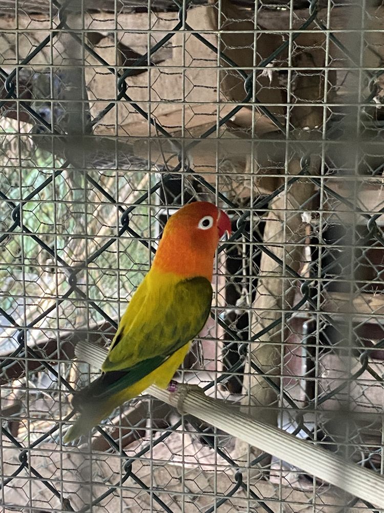 Agapornis opalinos