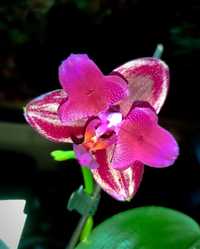 Орхідея метелик Mituo King peloric