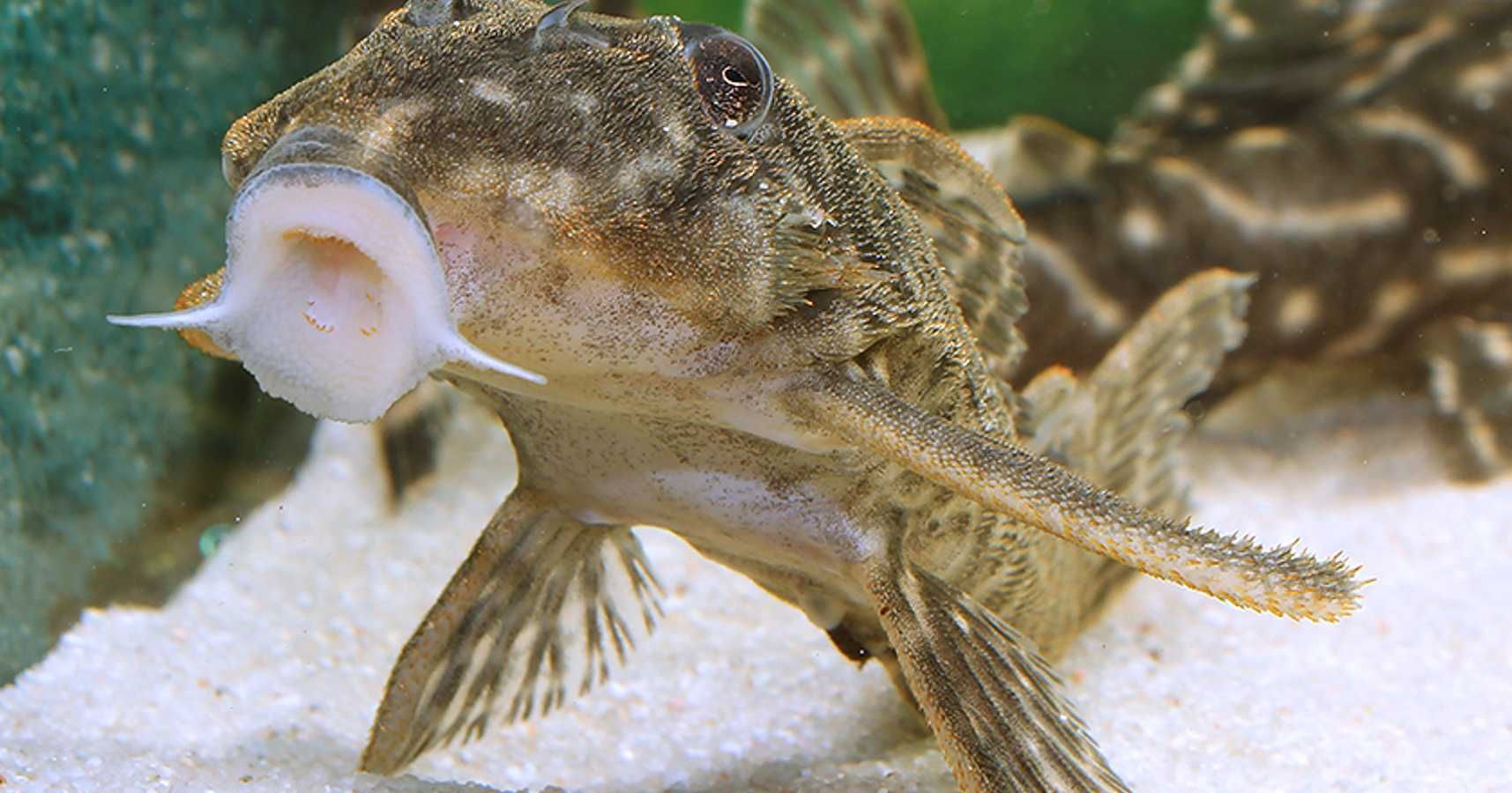 Glonojad L129 - Hypancistrus debilittera - ODŁÓW - WF - dowóz, wysyłka