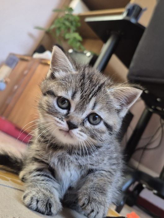 Шотландські кошенята