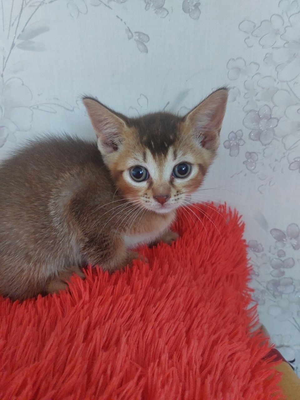 Продам котёнка абиссинца