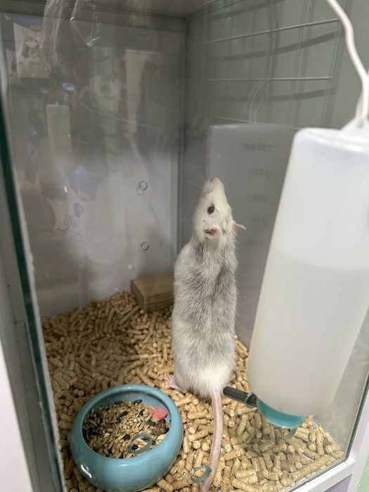 Щурики хлопчики 4 місяці