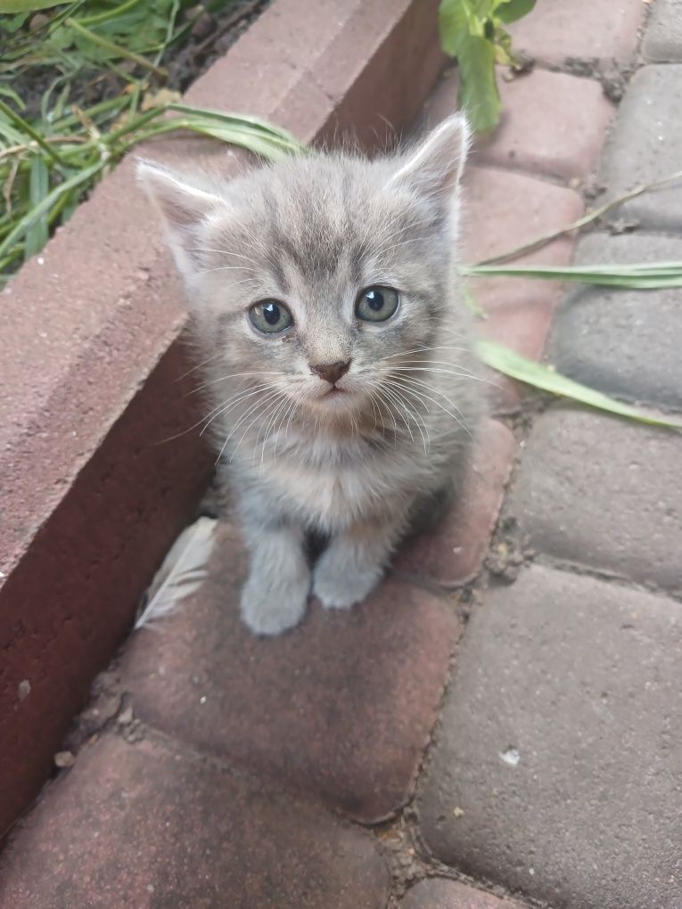 Кошенята в дбайливі руки.
