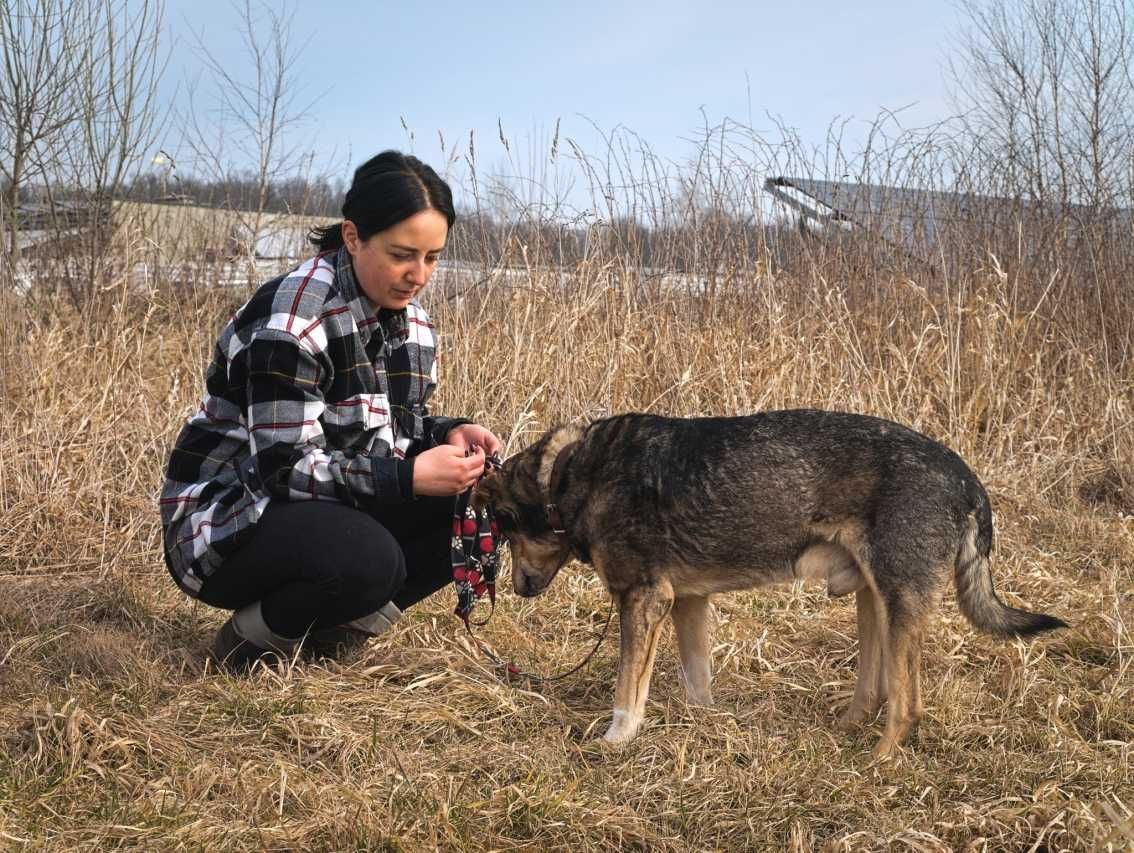 Togo - starszy psiak, spokojny i zrównoważony do adopcji.