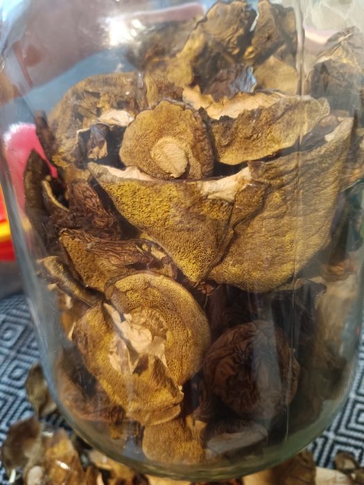 Suszone podgrzybki całe kapelusze