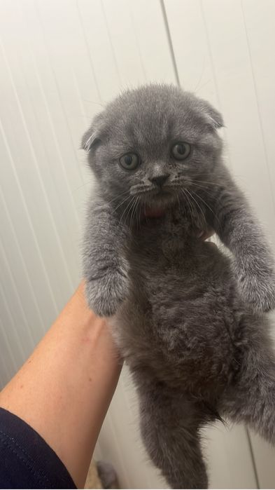 Scottish fold criados em ambiente familiar