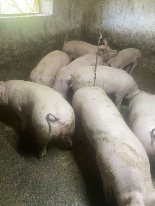 Продам мясні свині