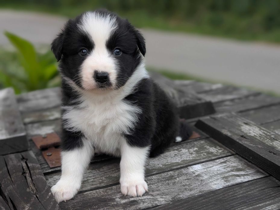 Border Collie sunia suczka dziewczyna przebadani rodzice do odbioru
