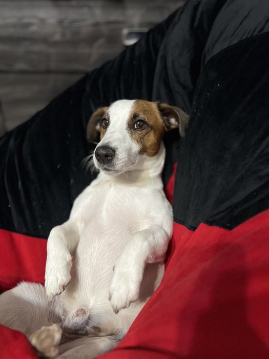 Вʼязка Джек Расел терʼєр хлопчик