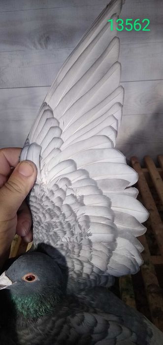 Gołębie pocztowe rubella