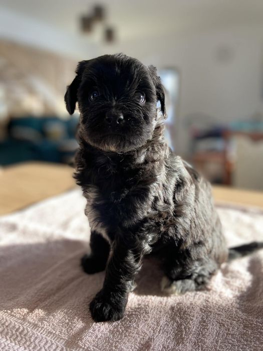 Pinczery pieski do oddania w dobre rece