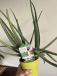 Aloes Aloe Vera doniczkowy