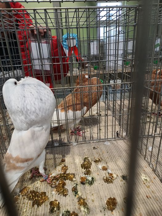 Garłacze verburskie