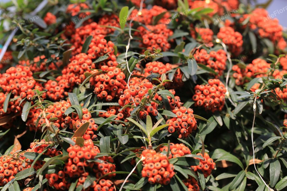 Ognik szkarłatny 'Navajo' (Pyracantha coccinea) Pomarańczowy 2.0L