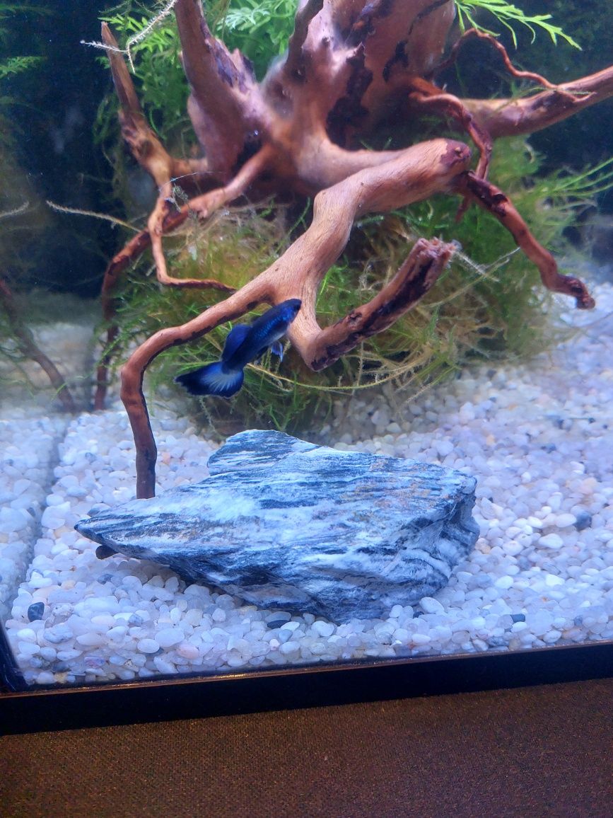 Guppys blue moskow