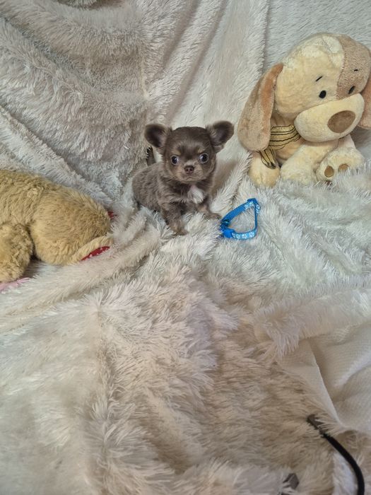 Chihuahua Macho Pêlo Comprido Com Lop Criadora Registada PT3088FL FL