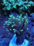 Euphyllia Glabrescens Gold. Akwarium morskie, koralowiec, korale, nemo