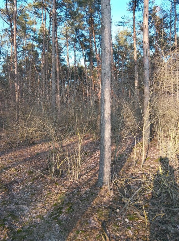 Sprzedam las iglasty, 1.11ha , ok 60 letni