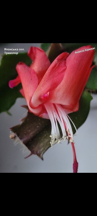 Шлюмбергера Триколор японська селекція