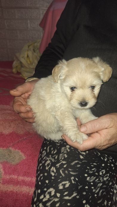 Дівчинка в добрі руки