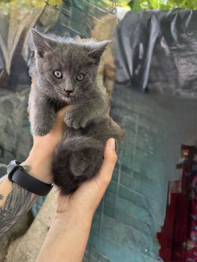 Котенята в добрі руки