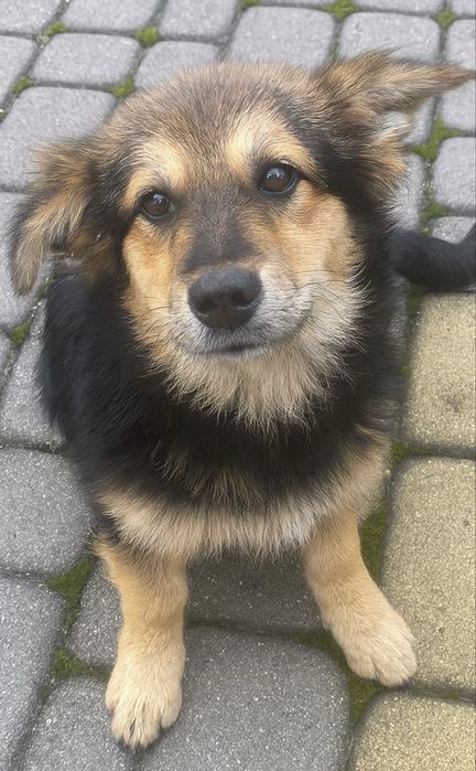 Собачки шукають сімью