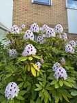 Duży rododendron biały (różanecznik)