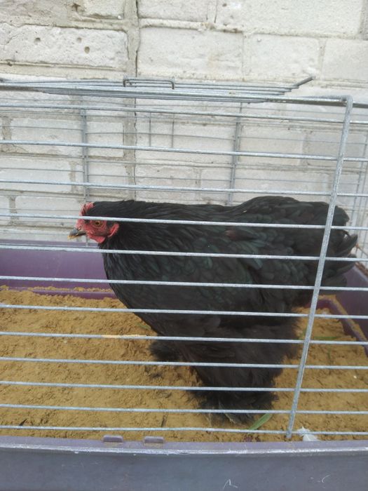 Kochin miniatura kura czarna młoda