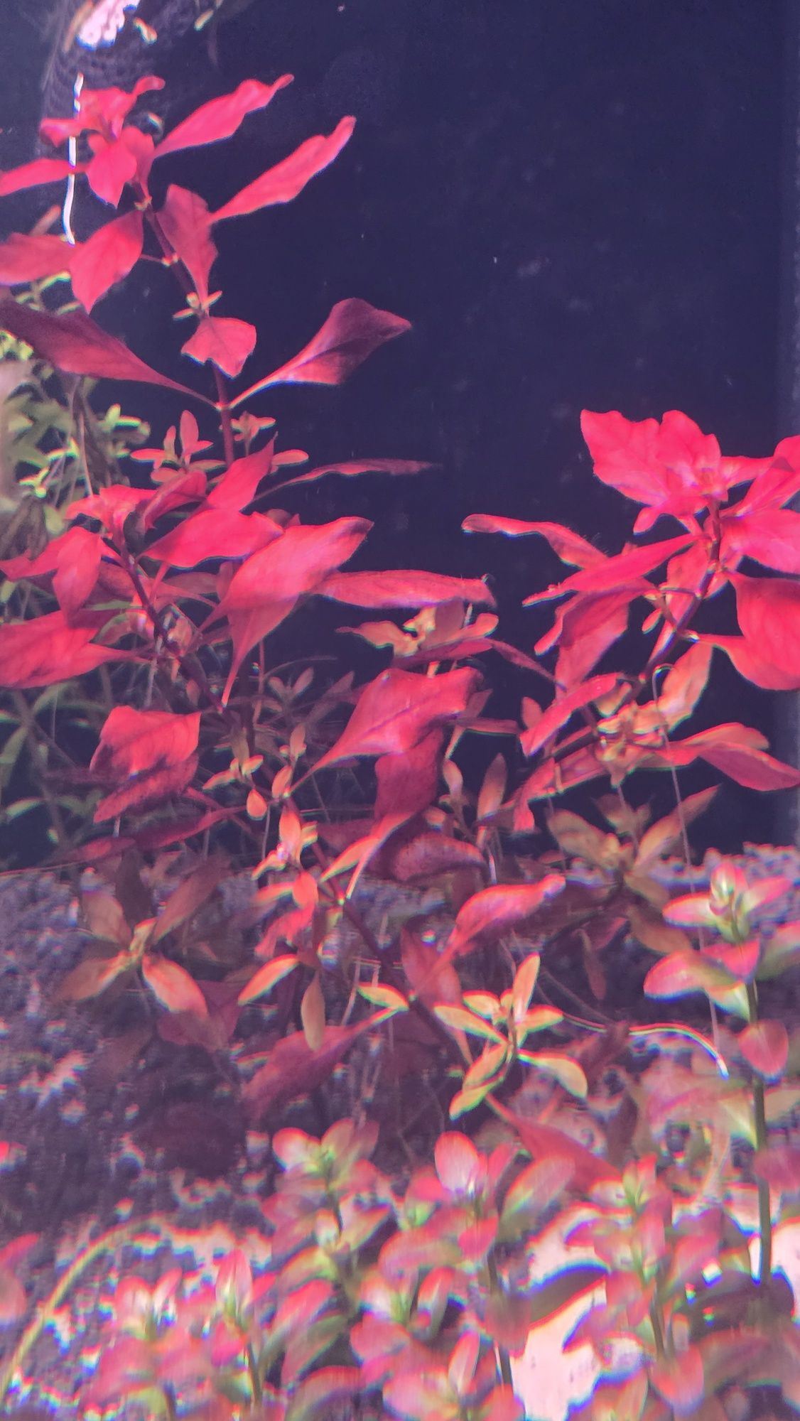 Ludwigia mini super red
