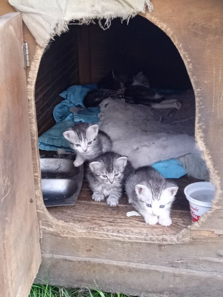 Віддам в добрі руки