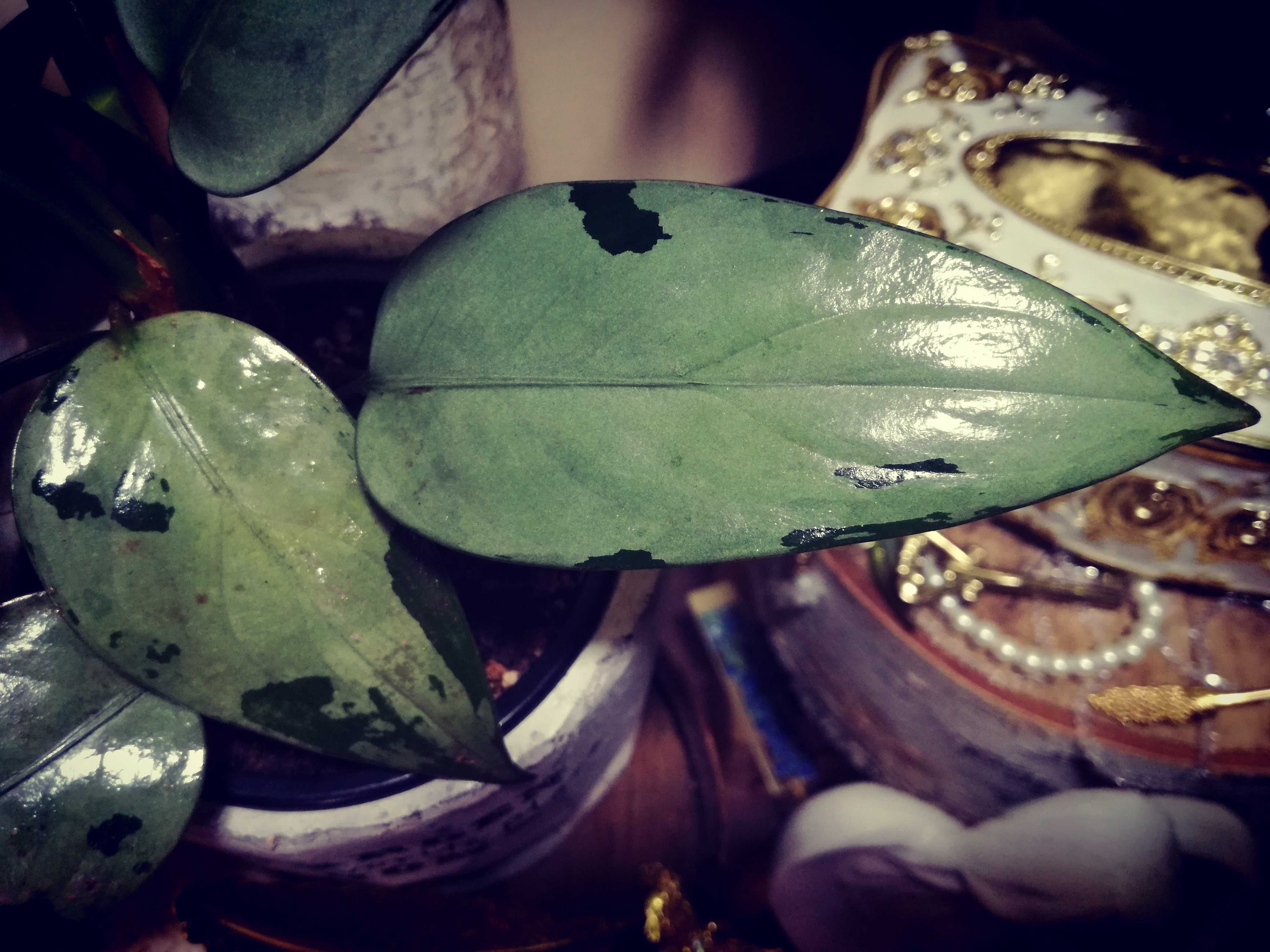 Aglaonema Pumilum Silver variegata piękna kolekcja roślin nie monstera