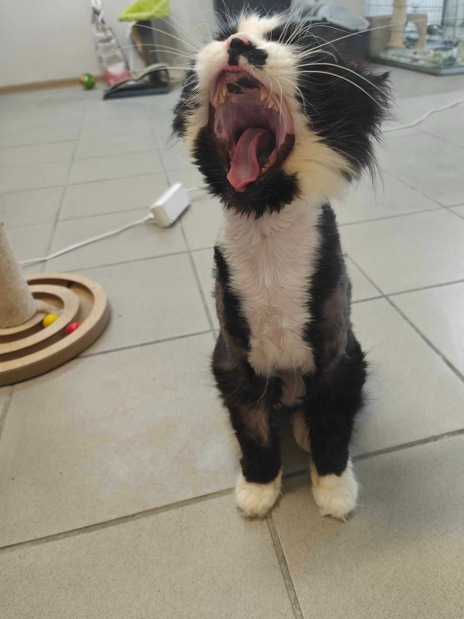 Elvis duży kot do adopcji długowłosy przyjazny wysoki postawny czarno