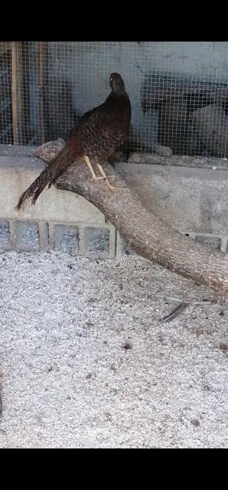 Casal de faisão dourado negro (cedência ou trouca)