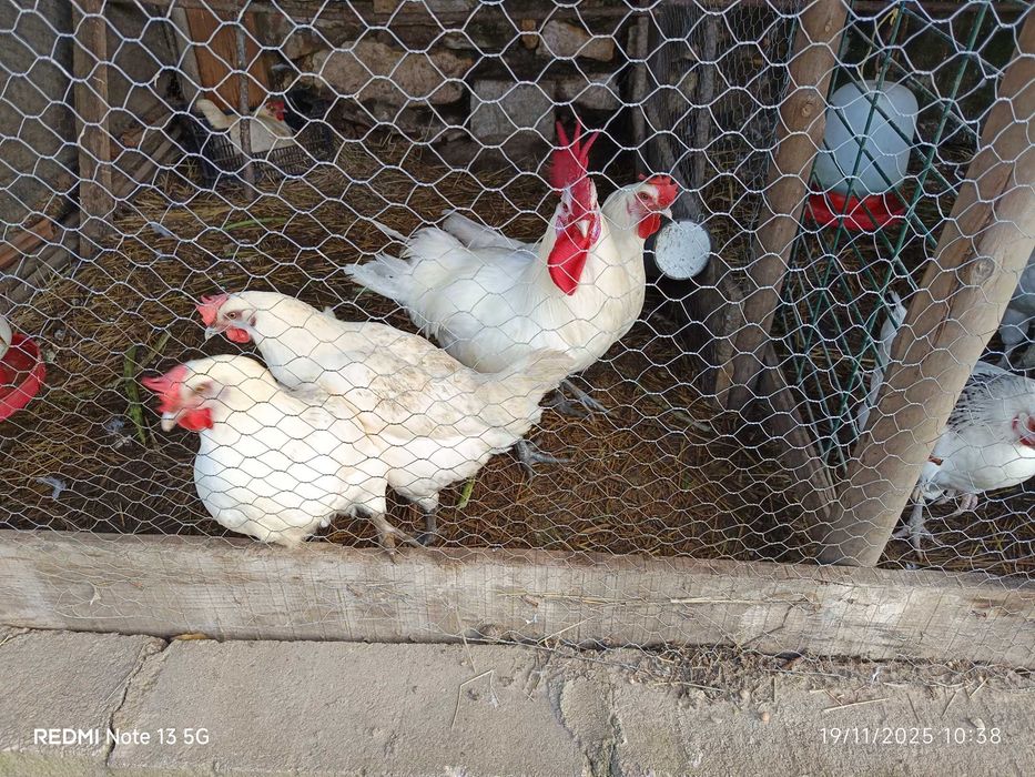 Pintos bresse galoise