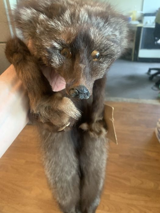 Чернобурка ! Оригинал