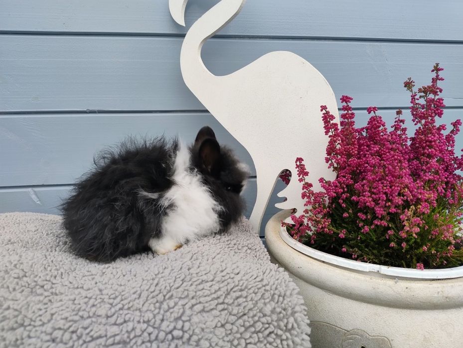 Sprzedam karzełka Teddy