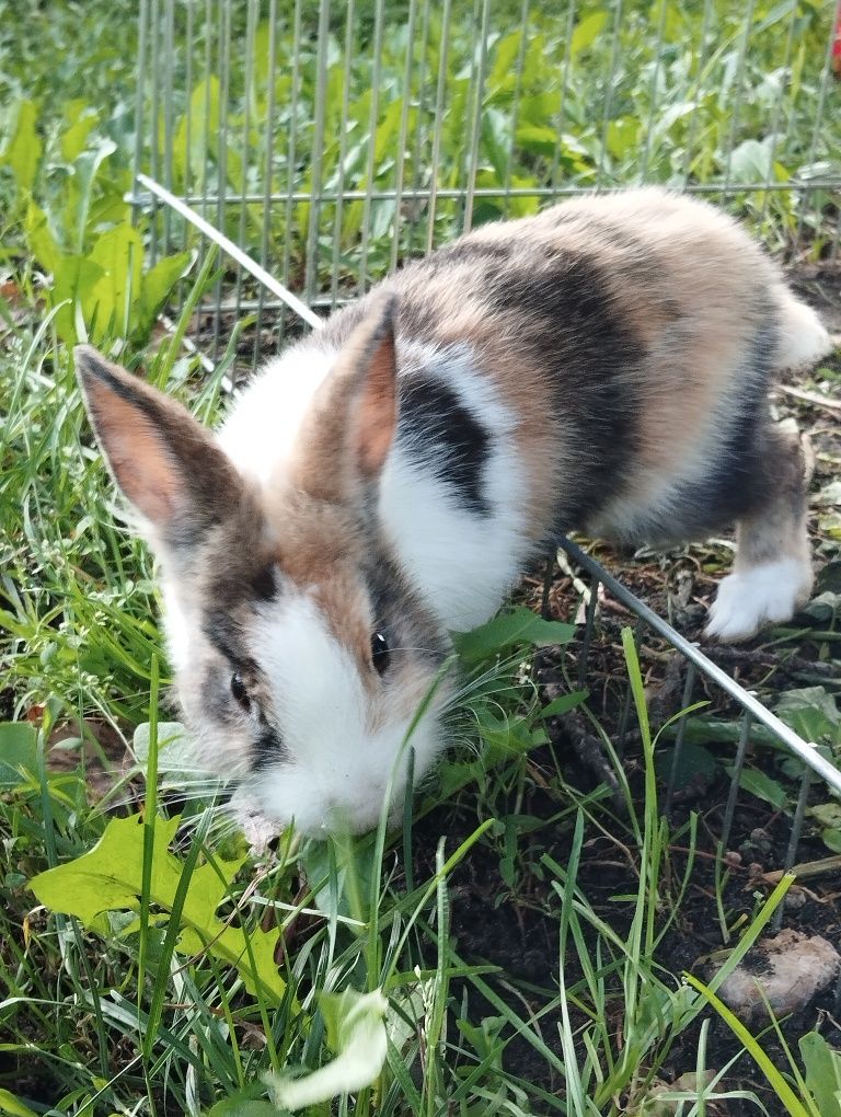 Oddam dwa króliki w dobre ręce razem lub osobno