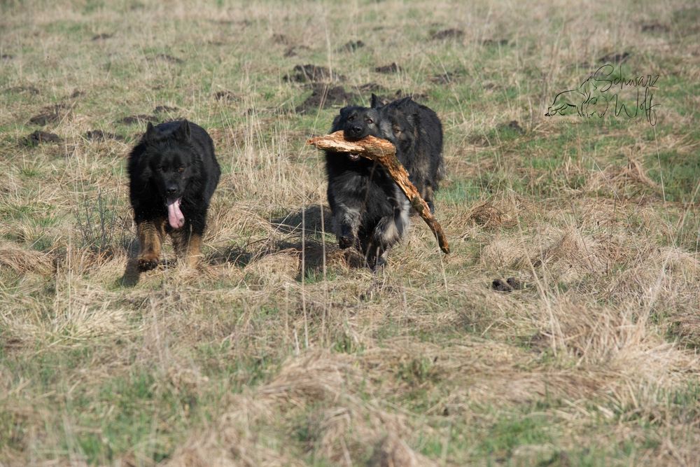 Owczarek staroniemiecki czarny chłopak Linia DDR