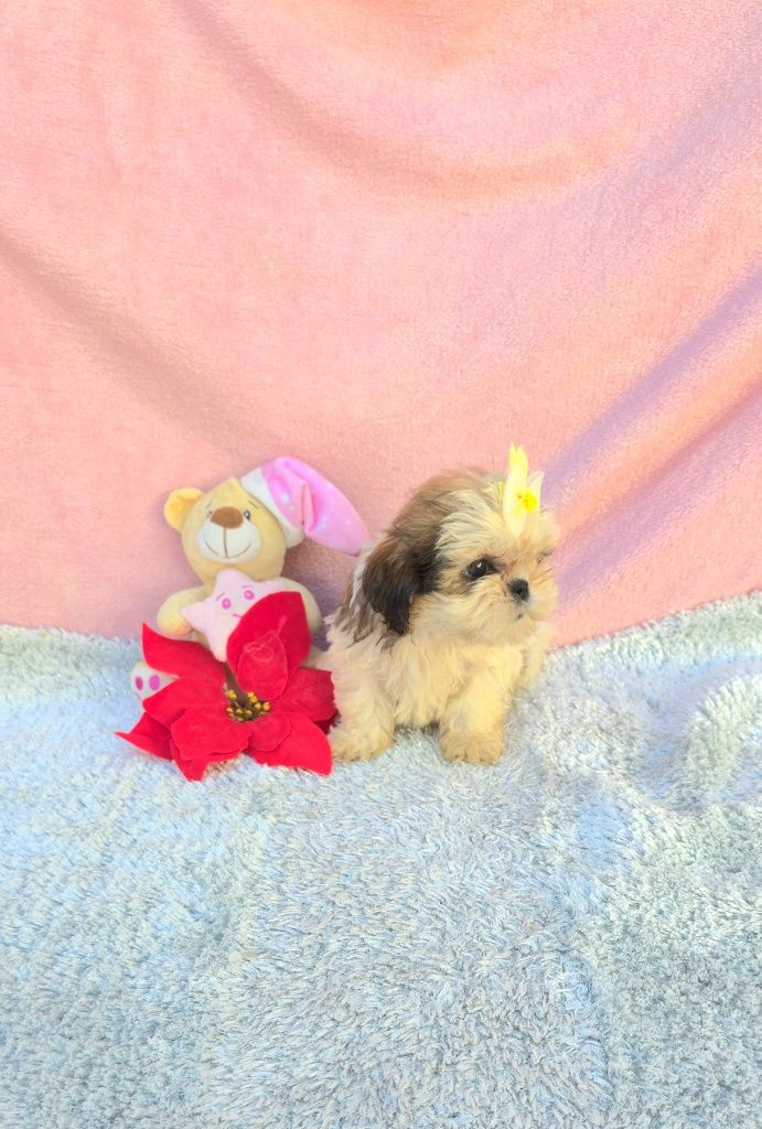 Shih-tzus excelente exemplar