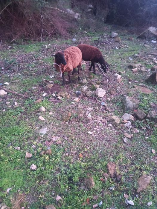 Cabra e duas ovelhas