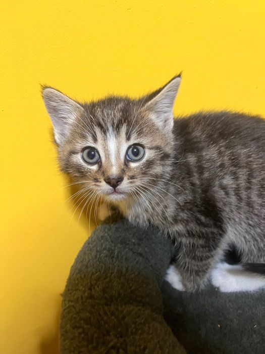 kotki do adopcji