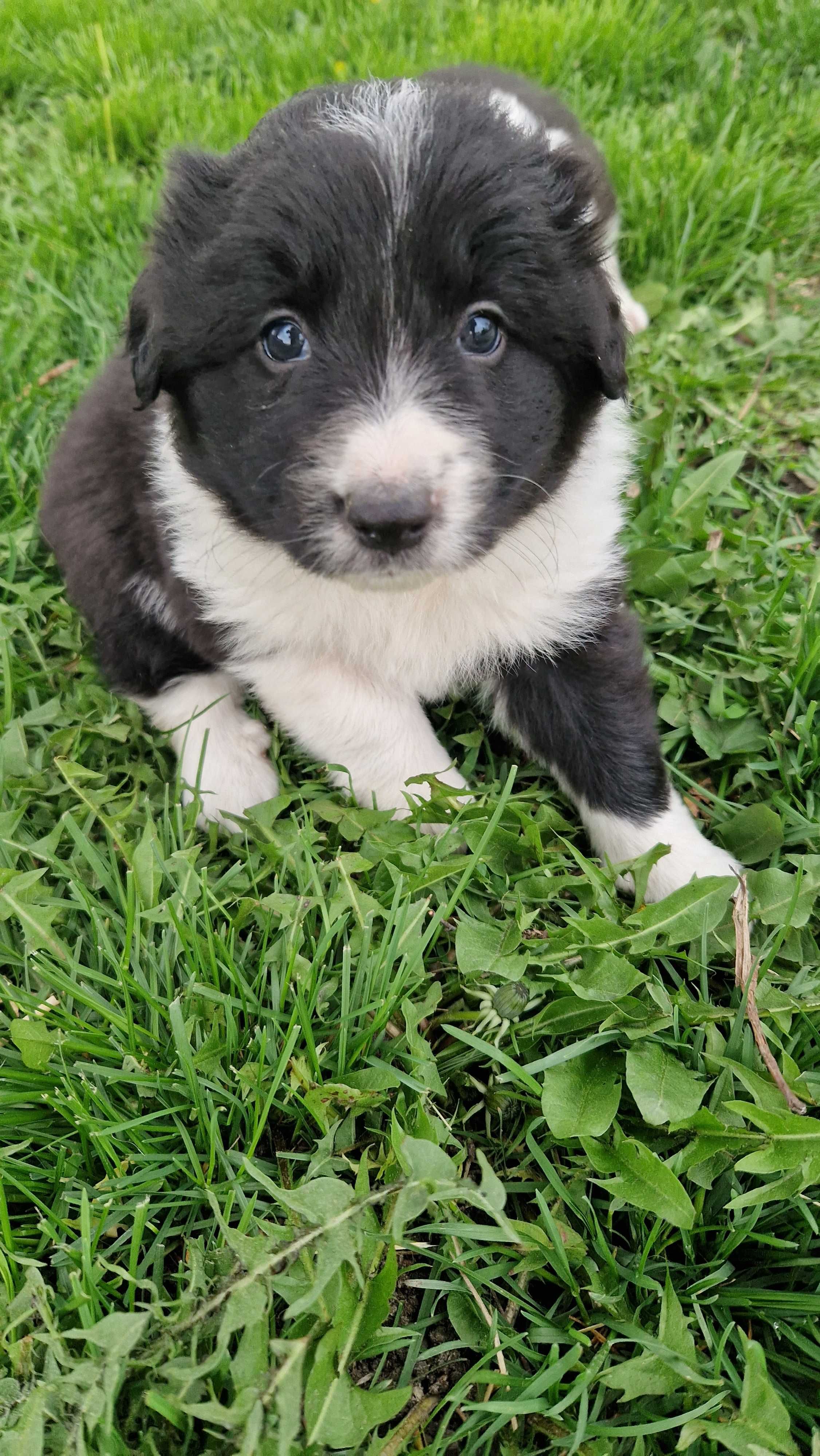 Border collie- kennel club szczeniak, samiec