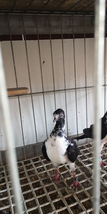 Gołębie wiedeńskie lotne