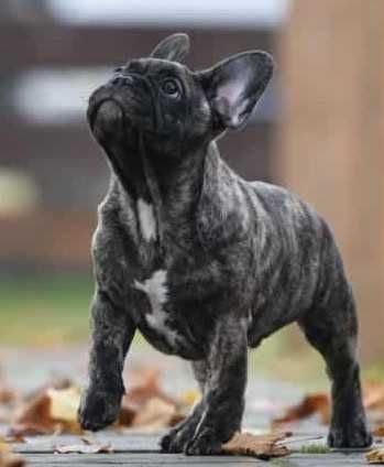 Buldog francuski ZKwP / FCI - piesek po Zwycięzcy Polski