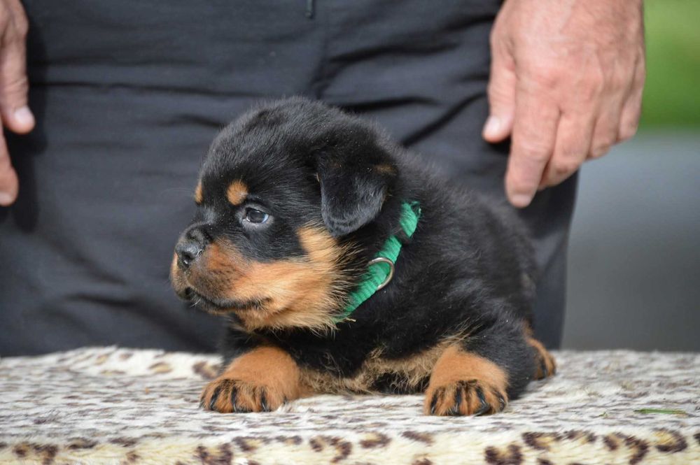 Rottweiler ZKwP/FCI - Suka - Rezerwacja