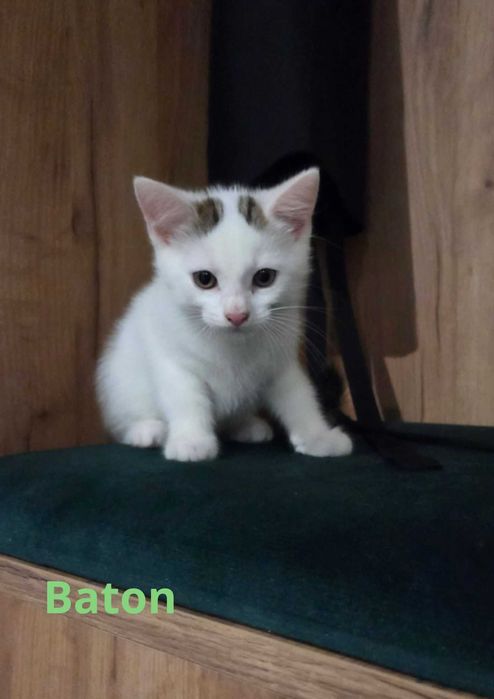 Oddam za darmo trzy urocze kotki :)