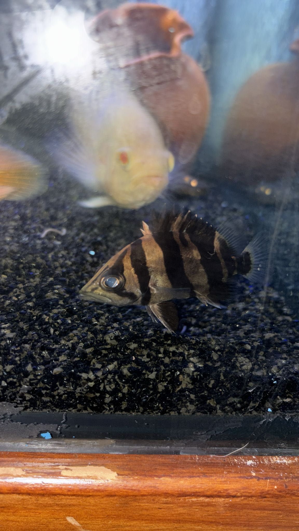 Peixe Datnoid Saudavel