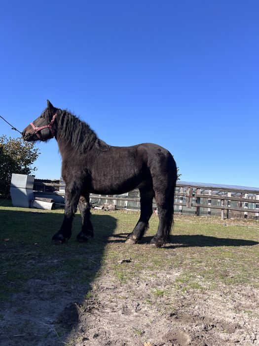 Klacz zimnokrwista 9lat