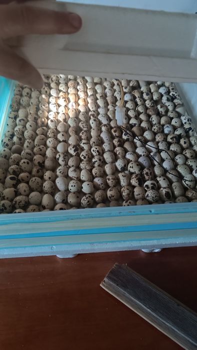 Інкубатор автоматичний  Теплуша PRO 220/50 ТАВ, Новинка, бе